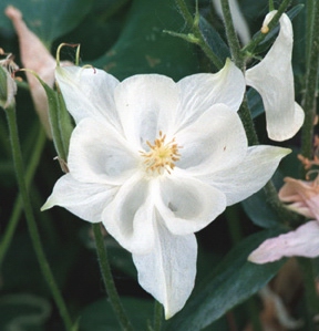 Columbine